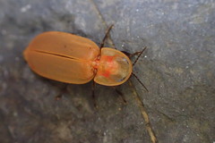 Diaphanes citrinus