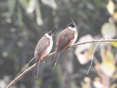 Pycnonotus jocosus