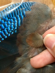 Garrulus glandarius graecus