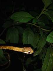 Aplopeltura boa