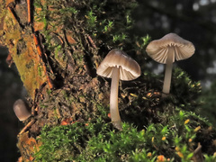 Mycena abramsii