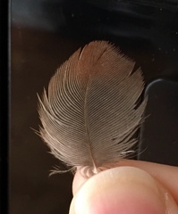 Garrulus glandarius graecus