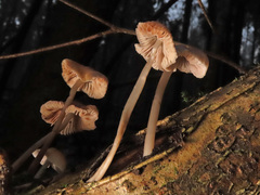 Mycena abramsii