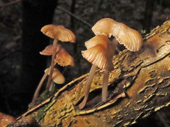 Mycena abramsii