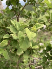 Vangueria macrocalyx