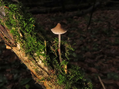 Mycena abramsii