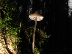 Mycena abramsii