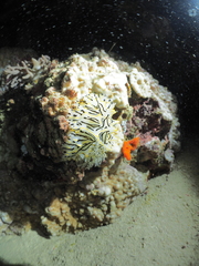 Halgerda willeyi