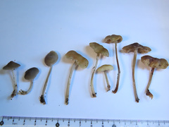 Mycena abramsii