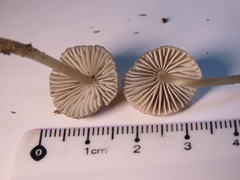 Mycena abramsii