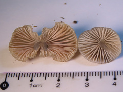 Mycena abramsii