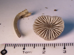 Mycena abramsii