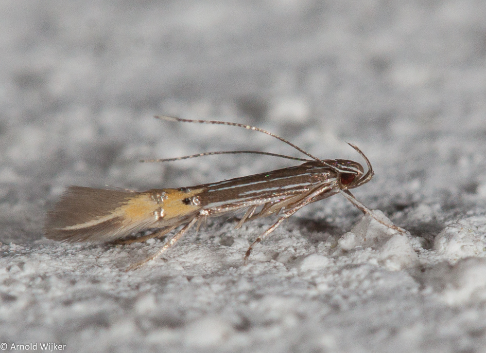 Cosmopterix coryphaea