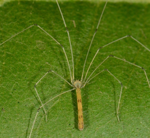 Slender Cellar Spider