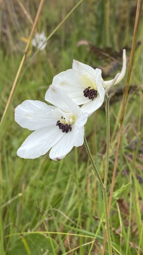Delphinium leroyi