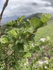 Vangueria macrocalyx