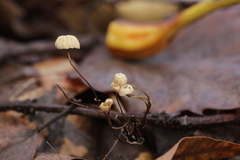 Marasmius bulliardii
