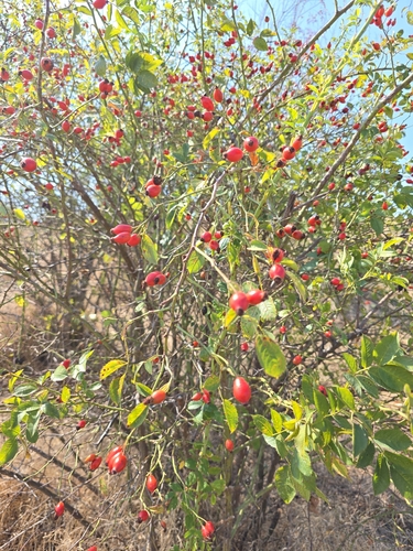 Dog-rose