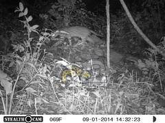 Leopardus pardalis pardalis