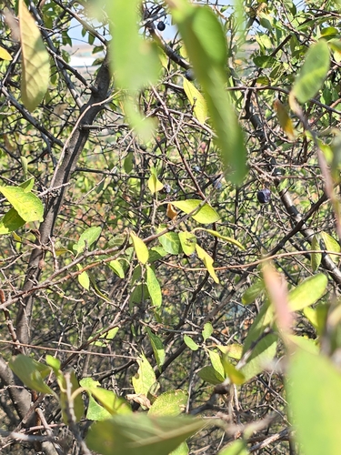 Blackthorn