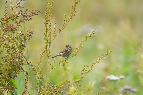 Chestnut-eared Bunting (Emberiza fucata), photo 6