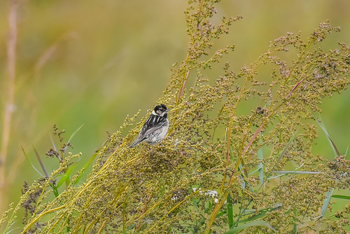 Pallas's Reed Bunting (Emberiza pallasi), photo 4