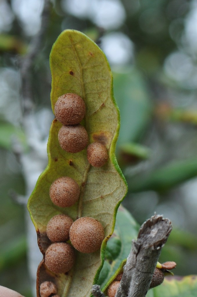 Belonocnema treatae