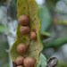 Belonocnema treatae - Photo (c) Rusty,  זכויות יוצרים חלקיות (CC BY), הועלה על ידי Rusty