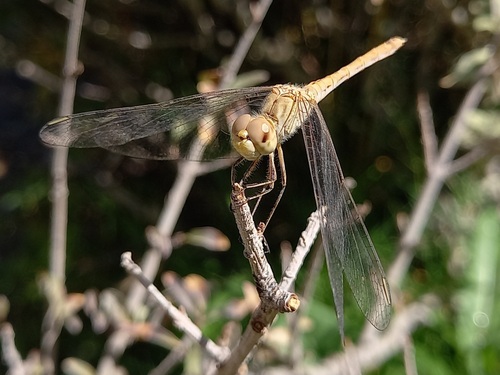 Sympetrum arenicolor