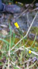 Picris hieracioides morrisonensis