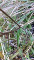 Picris hieracioides morrisonensis