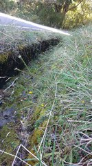 Picris hieracioides morrisonensis