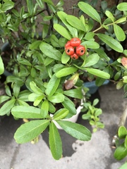 Pyracantha fortuneana