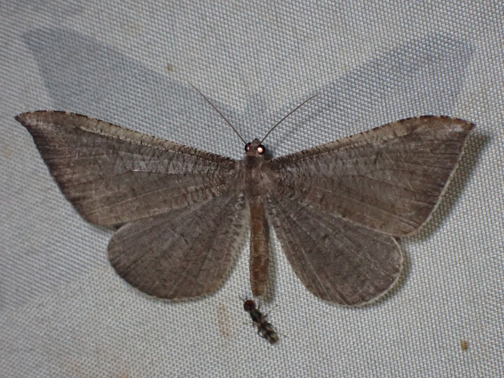 Macrosoma leptosiata