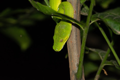 Morelia viridis