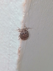 Antiteuchus tripterus