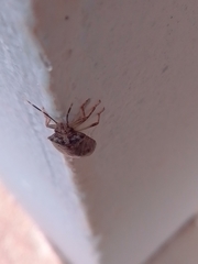 Antiteuchus tripterus