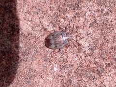 Antiteuchus tripterus