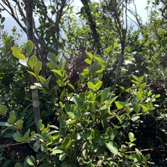 Syzygium elliptifolium