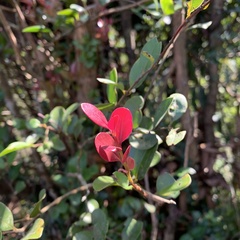 Syzygium elliptifolium