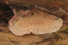 Merulius tremellosus