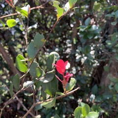 Syzygium elliptifolium