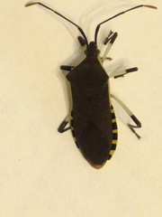 Plinachtus bicoloripes