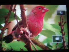 Lagonosticta rufopicta