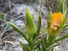 Ice Plant (Lampranthus fergusoniae)