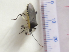 Plinachtus bicoloripes