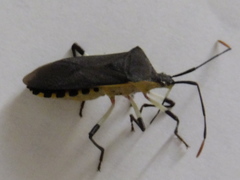 Plinachtus bicoloripes