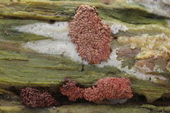 Arcyria stipata