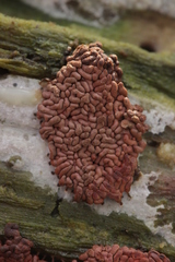 Arcyria stipata