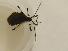 Plinachtus bicoloripes